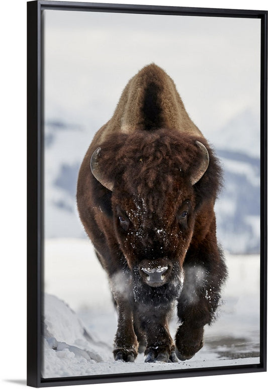 What Do Bison and Regenerative Agriculture Have in Common?